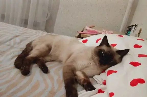 Кошки потеряшки, Москва, фото: Потеряшка тайская кошка, 1-я Аэропортовская, 6