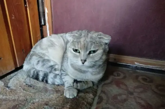 Найдена кошка, Рязань, фото: Найдена кошка, ул. Шевченко 10/23, Рязань