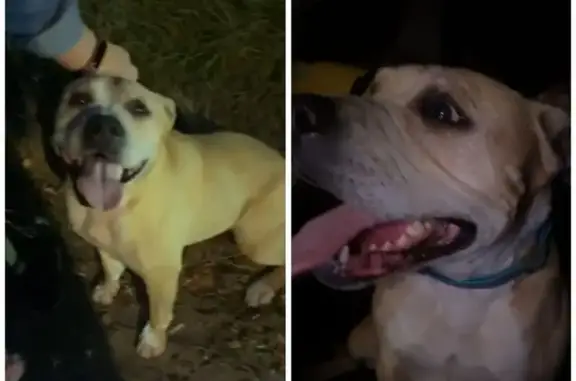 Найдена собака, Павловский Посад, фото: Собака найдена, ул. Большая Покровка