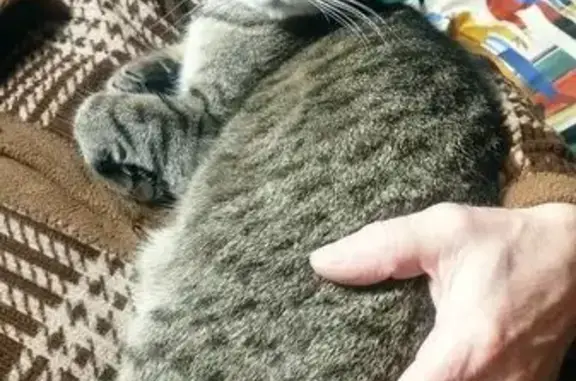 Кошки потеряшки, Томская область, фото: Потеряшка кошка в СНТ Ветеран, Томск