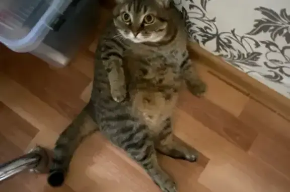 Кошки потеряшки, , фото: Потеряшка кошка, ул. Ворошилова, 28