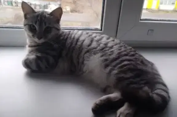 Кошки потеряшки, Сатка, фото: Потеряшка кошка Муся, ул. Комсомольская, 26