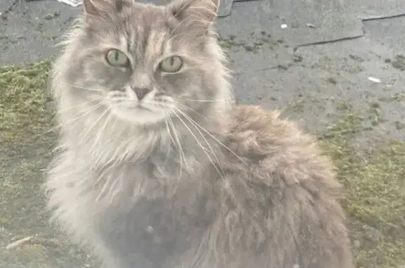 Кошки потеряшки, Великие Луки, фото: Потеряшка кошка, пр. Гагарина, 16 к2, В. Луки