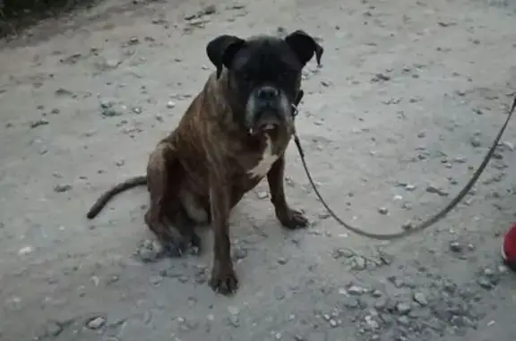 Найдена собака, Ивановская область, фото: Собака найдена в садах Ново-Талицы