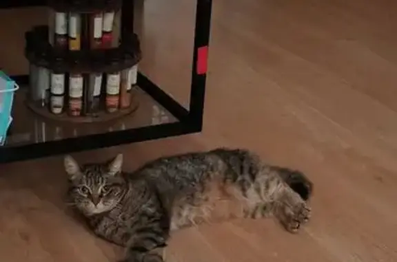 Кошки потеряшки, Домодедово, фото: Потеряшка кошка, ул. Мечты 18 к1, Домодедово