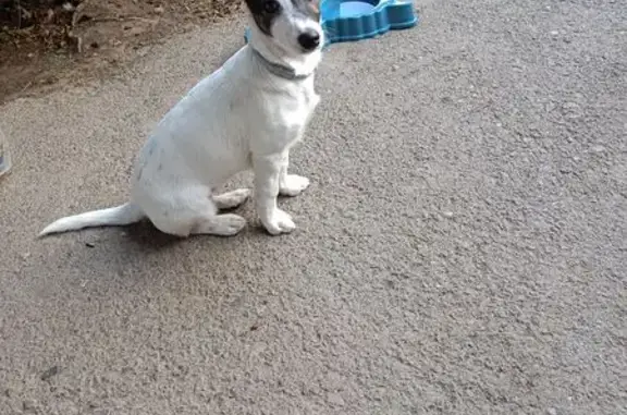 Объявления о пропавших и найденных животных, Сальск, фото: Найден Джек рассел: ул. Станиславского, 76