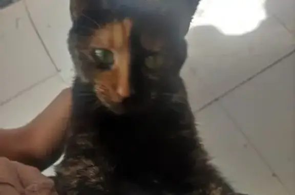 Пропала кошка на Совхозной, 33, Москва