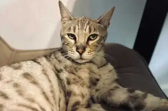 Пропал кот, 3-я Разъездная, 1/15, Ростов