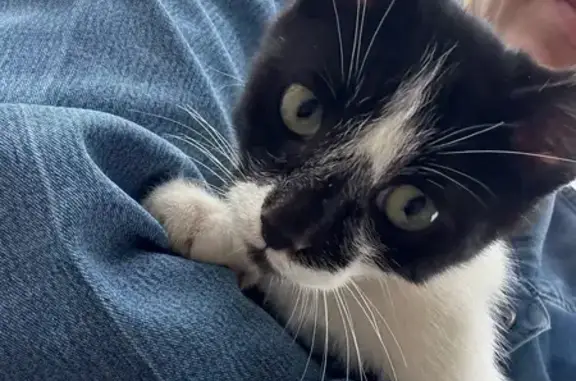 Найдена кошка, Московская область, фото: Кошка найдена в Ивановке, МО