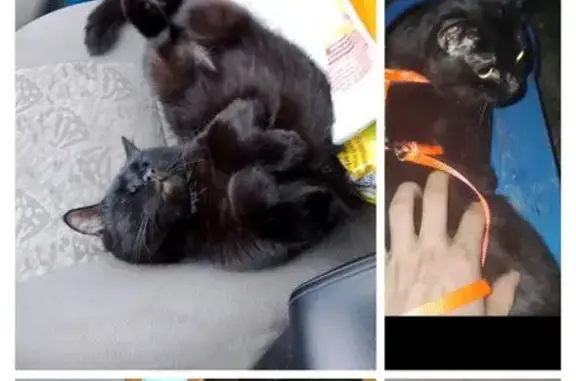 Кошки потеряшки, Новосибирск, фото: Потеряшка кот, ул. Тюленина, 21/1, Нск