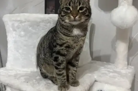 Найдена кошка, Орск, фото: Найдена кошка, ул. Васнецова, 16, Орск