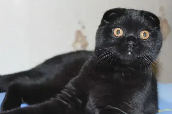 Кошка у Северянинского путепровода, Москва