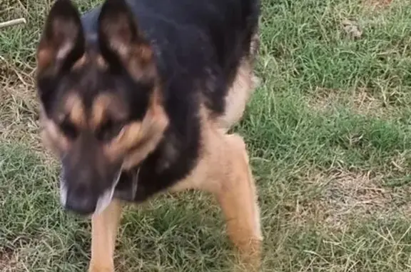 Овчарка найдена: ул. Гришина, 9, Краснодар