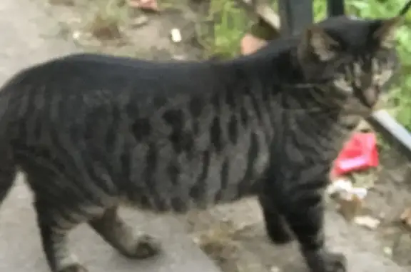 Кошка найдена на Английском пр., 52, СПб