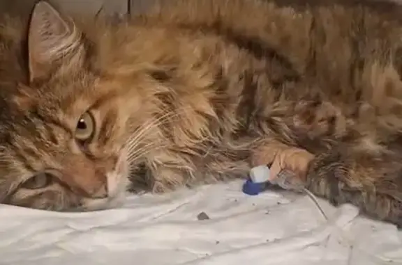 Красивая кошка найдена на Луначарского, 23