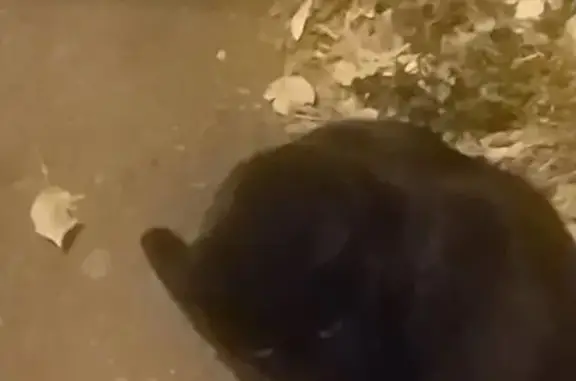 Черная кошка найдена на Зеленой, 77