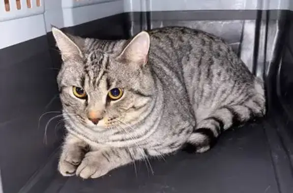 Найдена кошка, Иваново, фото: Кошка найдена: Ташкентская, 83, Иваново