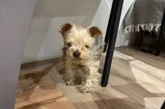 Собаки потеряшки, Туапсе, фото: Потеряшка собака, Калараша 92, Туапсе