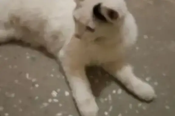 Найдена кошка, , фото: Кошка найдена: Ивановская ул., 143, Пенза