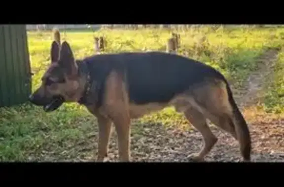 Найдена собака, Безлыченское, фото: Собака найдена: 61К-077, Безлыченское СП
