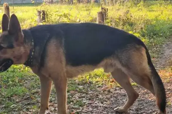 Найдена собака, Безлыченское, фото: Собака найдена в д.Безлычное, Рязанская обл.