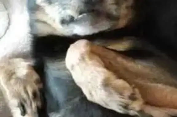 Пропала собака Максик, ул. Калинина, Северск