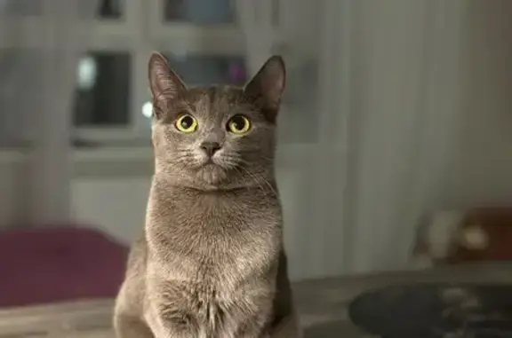 Кошки потеряшки, Кемерово, фото: Потеряшка кошка, ул. Металлистов, 4А, Кемерово