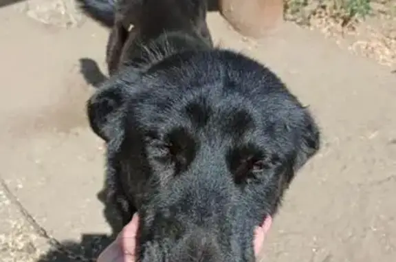 Найдена собака, Вольская ул. 97, Самара