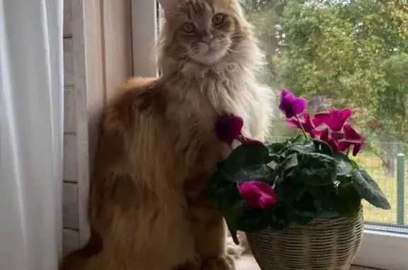 Кошки потеряшки, Тверь, фото: Потеряшка кот, ул. Бобкова 24 к.2, Тверь