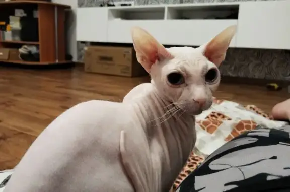 Пропала белая кошка, ул. Танкистов, 7