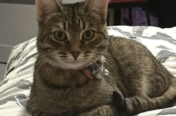 Кошки потеряшки, Ульяновск, фото: Потеряшка трехцветная кошка, Рябикова 54