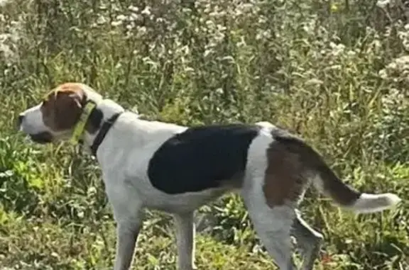 Пропала собака в районе Р-298, Девица