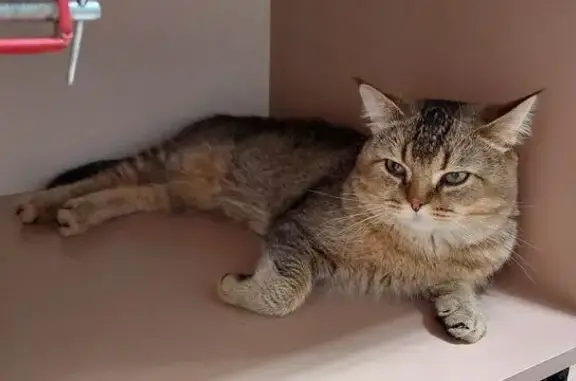 Кошки потеряшки, Тамбов, фото: Потеряшка кошка, Академическая ул., 2, Тамбов