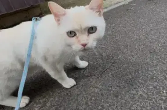 Кошки потеряшки, Казань, фото: Потеряшка белый кот, ул. Сары Садыковой, 41/7