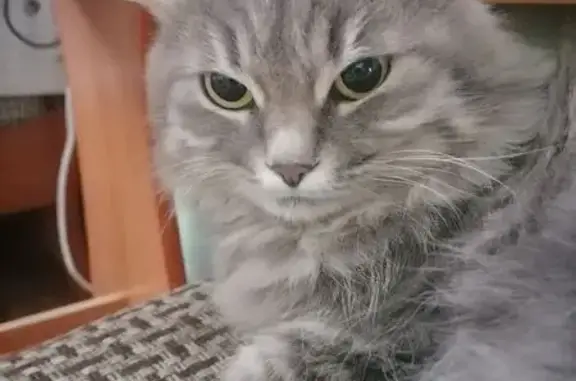 Кошки потеряшки, Кузьминские Отвержки, фото: Потеряшка кошка, Кузьминские Отвержки