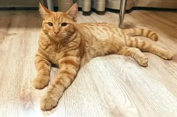 Найдена кошка, Челябинск, фото: Рыжий кот найден, ул. Братьев Кашириных 113