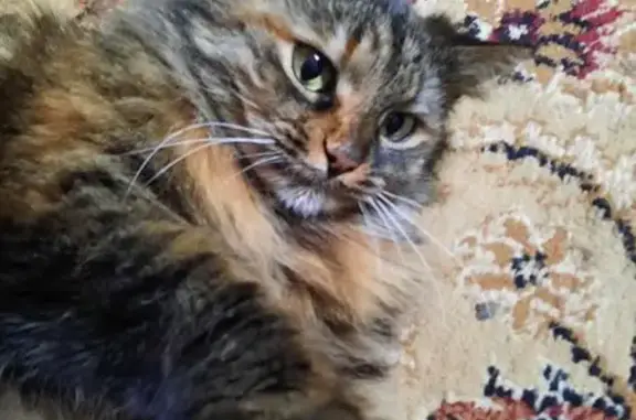 Кошки потеряшки, Таганрог, фото: Потеряшка кошка, 2-я Советская, Таганрог