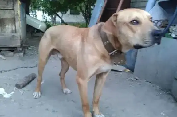 Собаки потеряшки, Ставрополь, фото: Потеряшка собака на Невельском, 32, Ставрополь