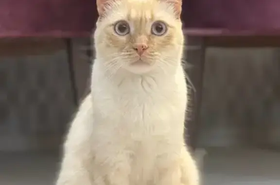 Кошки потеряшки, Новая Адыгея, фото: Потеряшка кошка, Адыгейская 2, Новая Адыгея