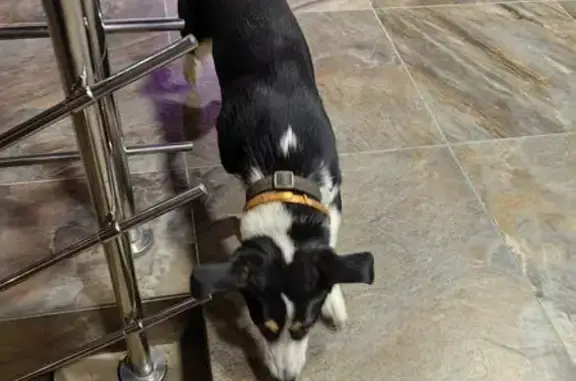 Собака у подъезда, Краснознамённая 57/4