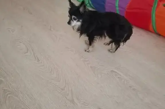 Найдена собака, Ставрополь, фото: Чихуахуа найдена: Отважная 3, Ставрополь