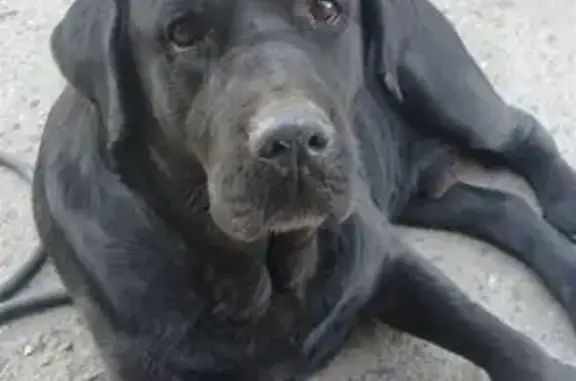 Лабрадор найден: Воробьёва 7А, Астрахань