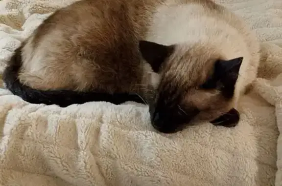 Кошки потеряшки, , фото: Потеряшка кошка, Ижевск, Удмуртия