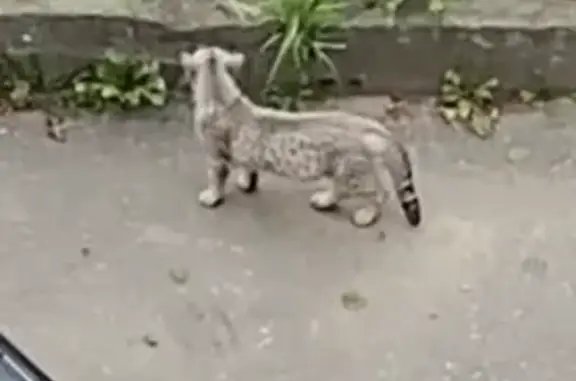 Найдена кошка, , фото: Кошка найдена у школы №57, Строителей 44