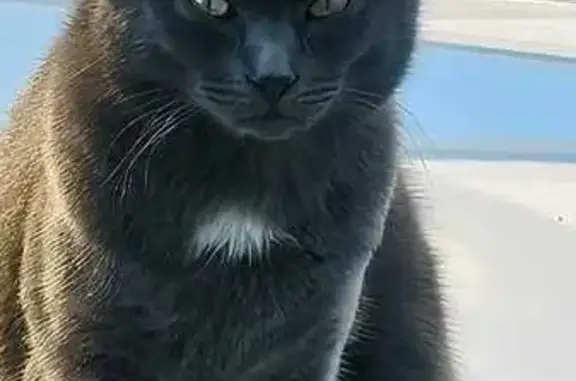 Кошки потеряшки, , фото: Потеряшка кошка, Новое Село, Смоленск