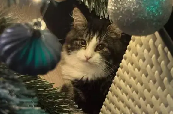 Пропала кошка, бульвар Химиков, Ленинск-Кузнецкий