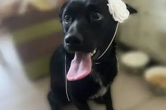 Пропала собака, Тюмень, Февральский пр., 2