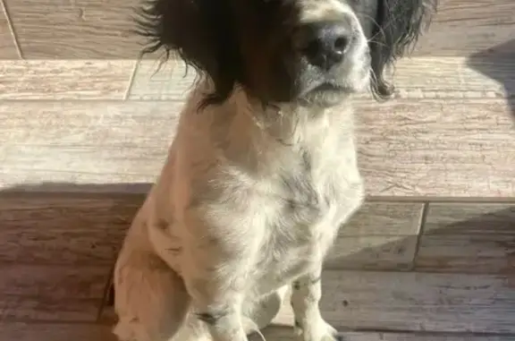 Найдена собака, Ленинаван, фото: Собака найдена, ул. Ленина, 20