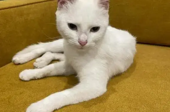 Белая кошка найдена, пр. Мира 167, Калининград