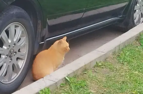 Найдена кошка, , фото: Кошка найдена: Ладожская ул., 148, Пенза